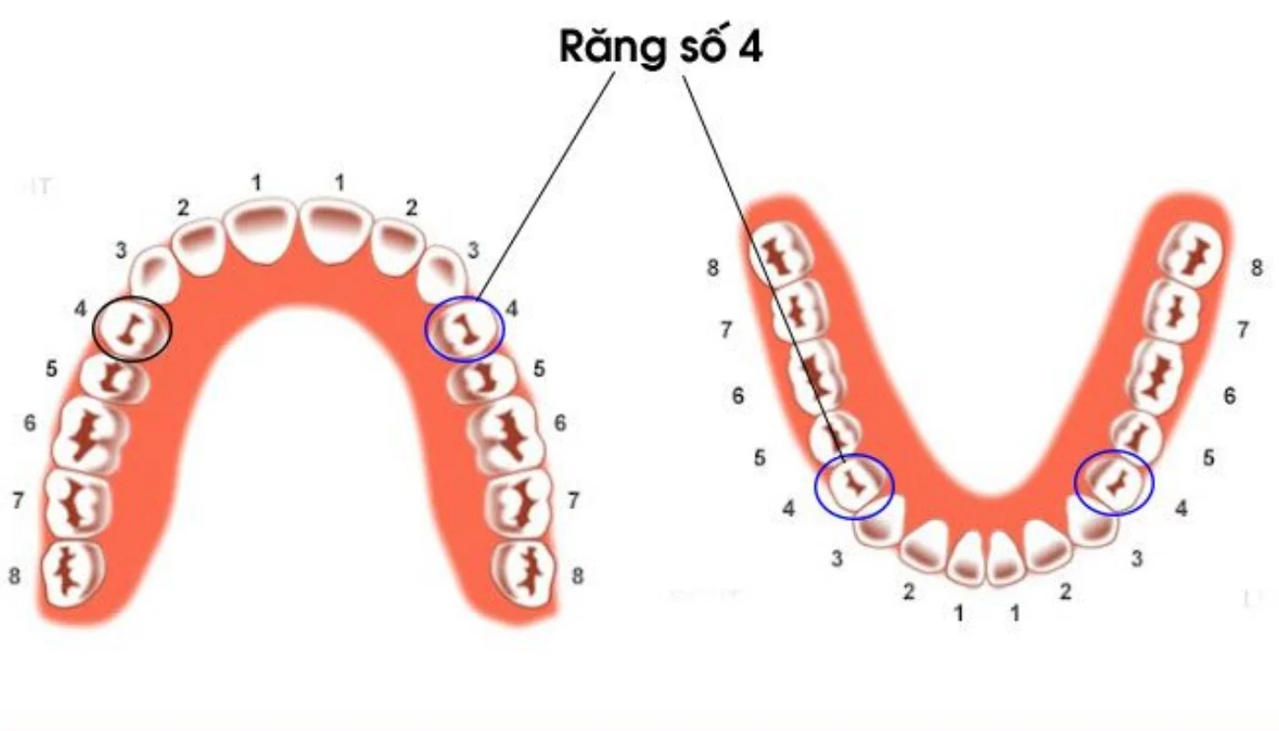 rang-so-4-la-rang-nao